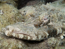 Crocodile fish by Andrew Macleod 